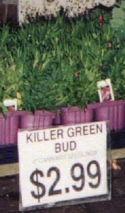 Killer Green Bud