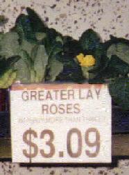 Greater Lay Roses