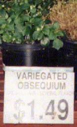 Variegated Obsequium