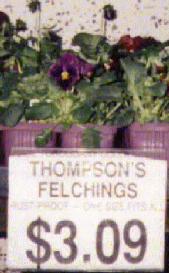 Thompson’s Felchings